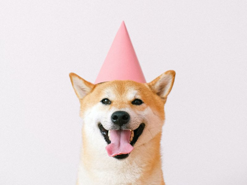 jak-zorganizowac-urodziny-dla-psa